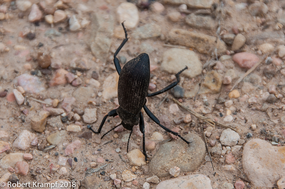 clown beetle